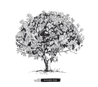 Avocado tree isolated on white background. Line art style. Stock Illustration