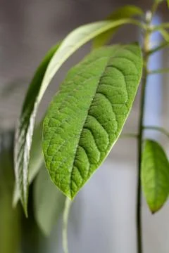 Avocado tree leaf close up Stock Photos