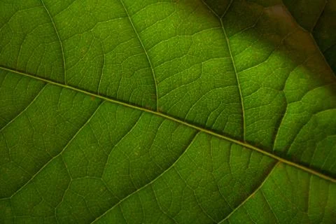 Avocado tree leaf close up Stock Photos