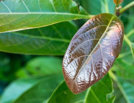 Avocado tree leaf Stock Photos