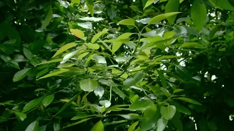 Avocado tree leaves moving Stock Footage 144821862