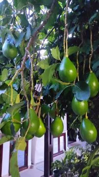 Avocado tree loaded with fruit Stock Photos
