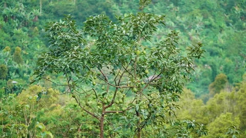 Avocado Tree in Mountain Valley, Bali Stock Footage 147267765