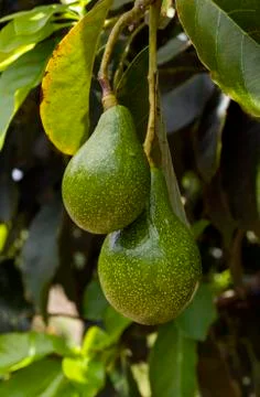 Avocado tree 스톡 사진