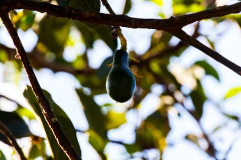 Avocado in tree Stock Photos
