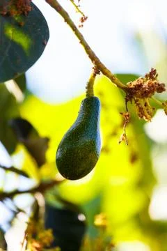 Avocado in tree Stock Photos