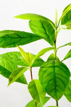 Avocado tree Stock Photos