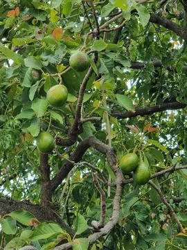 Avocado on the tree Stock Photos