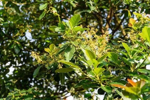 Avocado tree Stock Photos