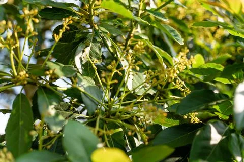 Avocado tree Stock Photos