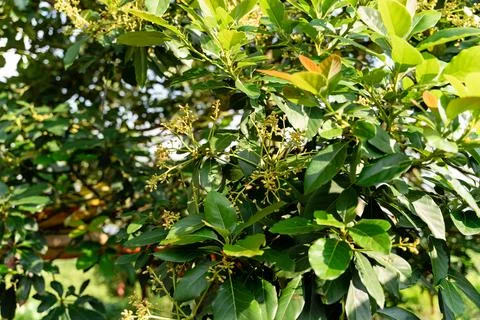 Avocado tree Stock Photos