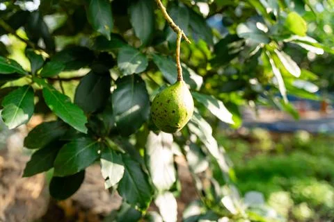 Avocado tree Stock Photos