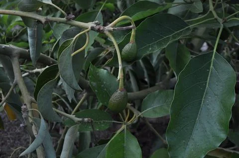 Avocado on the tree Stock-Fotos