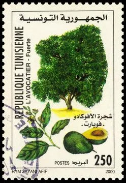Avocado tree on postage stamp Stock Photos