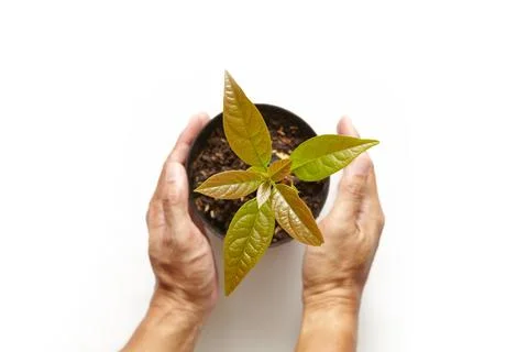 Avocado tree seedlings 库存照片