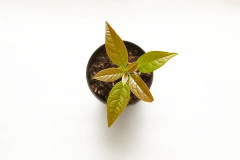 Avocado tree seedlings 库存照片
