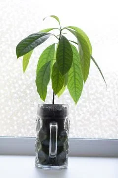 Avocado tree sprout Stock Photos