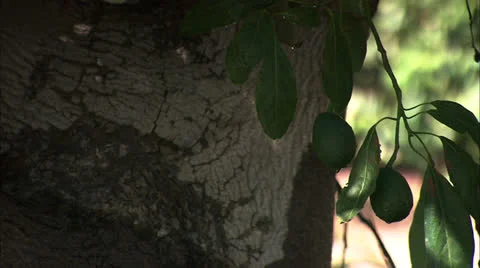 Avocado tree in the sunshine HD video 動画素材 25659562