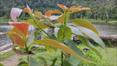 Avocado tree sway in the wind Stock Footage 221738082