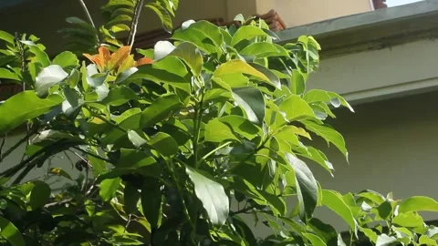 Avocado tree swaying Stock Footage 240174090