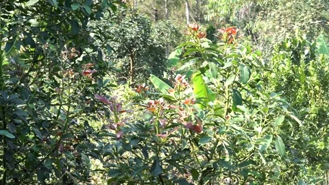 Avocado tree thriving against a background of lush foliage Stock Footage 345375743
