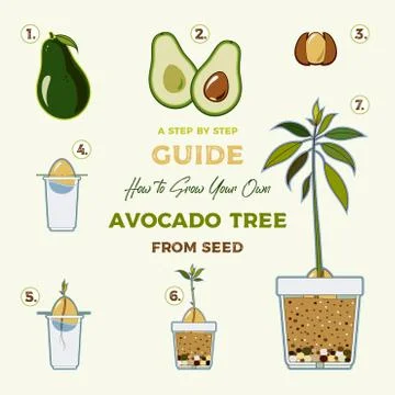 Avocado tree vector growing guide poster. Green simple instruction to grow av Stock Illustration