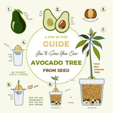 Avocado tree vector growing guide poster. Green simple instruction to grow av Stock Illustration