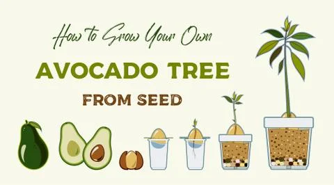 Avocado tree vector growing guide poster. Green simple instruction to grow av Stock Illustration