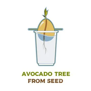 Avocado tree vector growing guide poster. Green simple instruction to grow av Stock Illustration