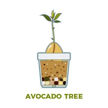Avocado tree vector growing guide poster. Green simple instruction to grow av Stock Illustration