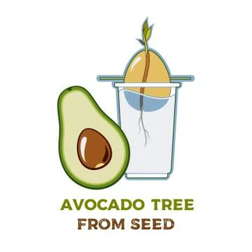 Avocado tree vector growing guide poster. Green simple instruction to grow av Stock Illustration