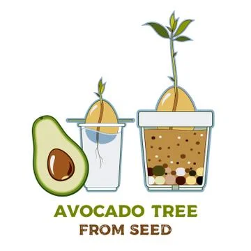 Avocado tree vector growing guide poster. Green simple instruction to grow av 스톡 일러스트