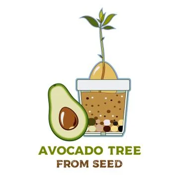 Avocado tree vector growing guide poster. Green simple instruction to grow av Stock Illustration