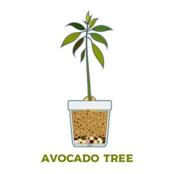 Avocado tree vector growing guide poster. Green simple instruction to grow av Stock Illustration