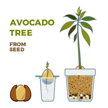 Avocado tree vector growing guide poster. Green simple instruction to grow av Stock Illustration
