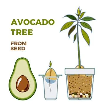 Avocado tree vector growing guide poster. Green simple instruction to grow av Stock Illustration