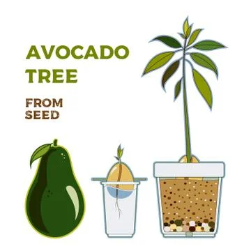 Avocado tree vector growing guide poster. Green simple instruction to grow av Stock Illustration