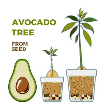 Avocado tree vector growing guide poster. Green simple instruction to grow av Stock Illustration