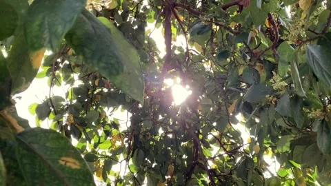 Avocado Tree in the Wind with Sun Glare Stock Footage 131279270