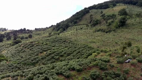 AVOCADO TREES DRONE 4K Stock Footage 158582714