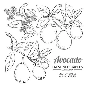 Avocado vector branches Stock Illustration