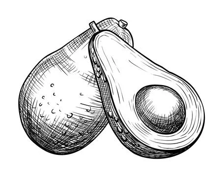 Avocado vector illustration. Drawing of Fruit with a seed painted by black inks Stock Illustration