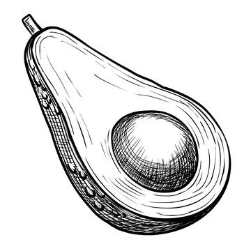 Avocado vector illustration. Hand drawn linear drawing on isolated background Stock Illustration