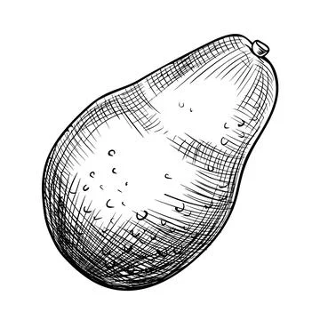 Avocado vector illustration. Hand drawn drawing in black and white colors on Stock Illustration