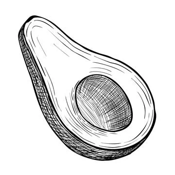 Avocado vector illustration. Hand drawn linear drawing on isolated background Illustrazione stock