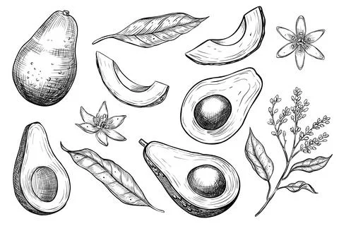 Avocado vector illustrations. Hand drawn set of drawings in linear style. Sketch Stock Illustration