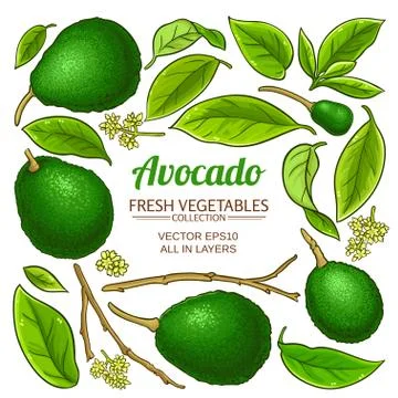 Avocado vector set Stock Illustration