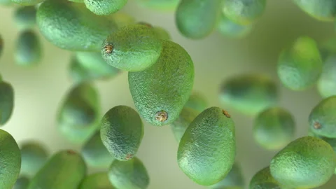 AvocadoFallA2 Stock Footage 152967065