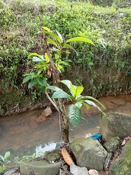 Avocadoo tree Stock Photos