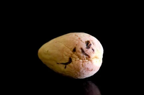 Avocado's bone 写真素材